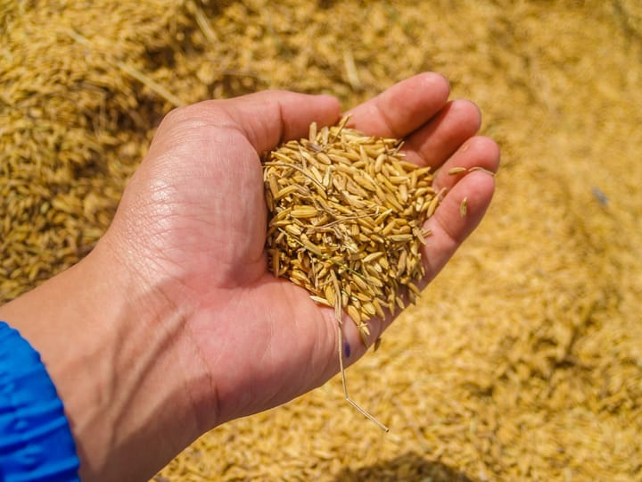 Dukung Swasembada Pangan, Riau Kembangkan Benih Padi Unggul Lokal