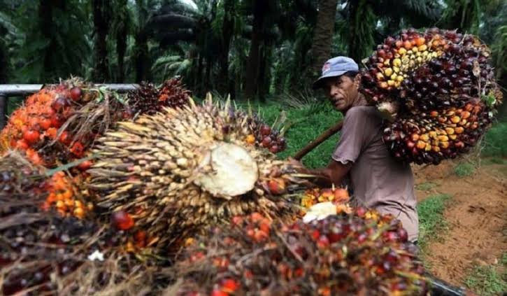 Asyik, Jelang Lebaran Harga TBS Kelapa Sawit Riau Naik Rp 34,27 per Kg