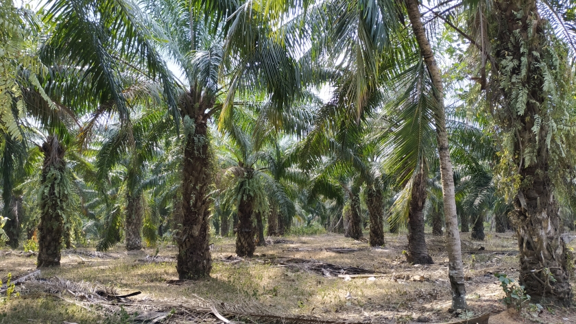Riau Terluas, Satgas PKH Targetkan Penertiban 3,7 Juta Ha Kebun Sawit Dalam Kawasan Sampai Bulan Depan