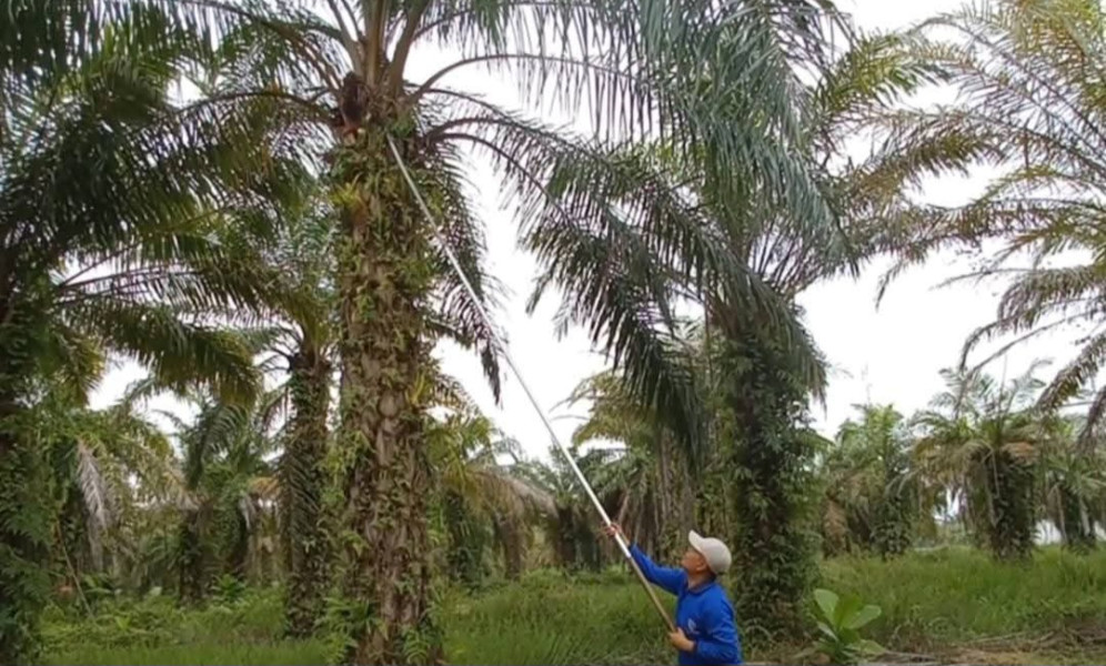 Struktur BPDP Sudah Diselesaikan, Dana Peremajaan Sawit Dibuka Kembali Sejak 20 Januari 2025