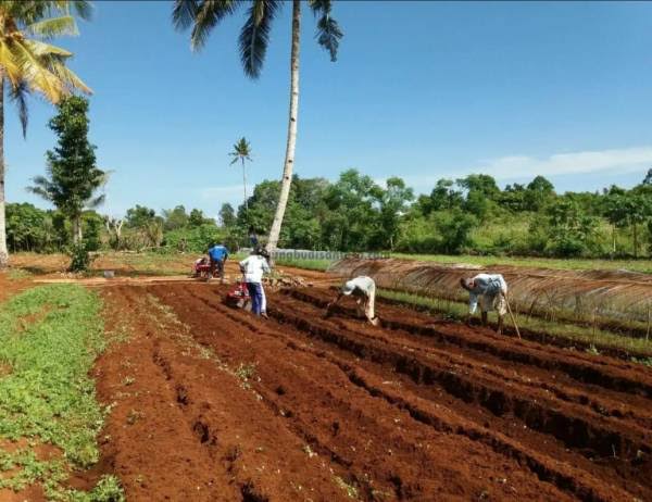 Metode Mulsa Tanpa Olah Tanah Dorong Pertanian Ramah Lingkungan