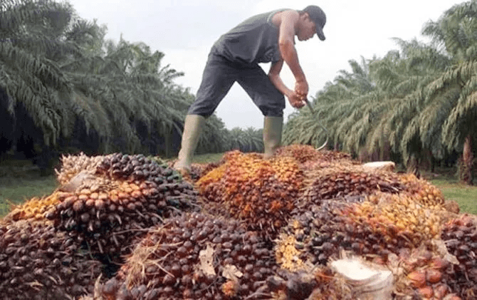 Agustus Ceria, Harga TBS Kelapa Sawit Aceh Tertinggi Dihargai Rp 3.409/kg