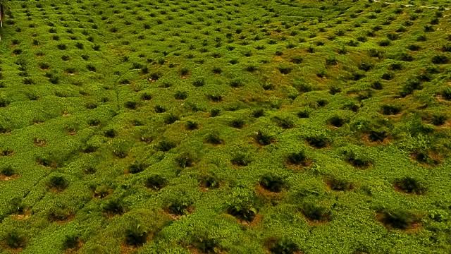 Kesalahan Dalam Penerapan Jarak Tanam Sawit Berdampak pada Produktivitas Buah