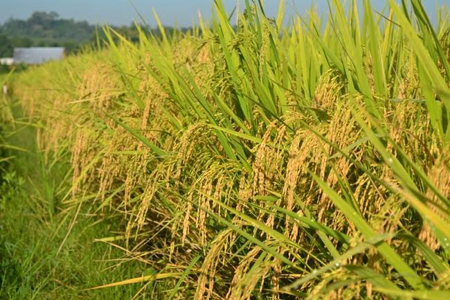 Produksi Padi Riau Tumbuh Signifikan