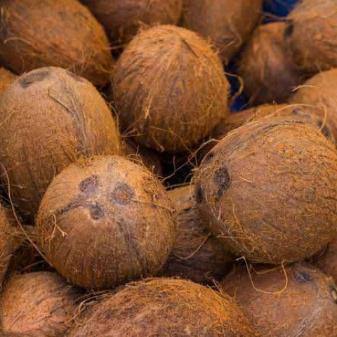 Ternyata Ini Biang Kerok Harga Kelapa Mahal