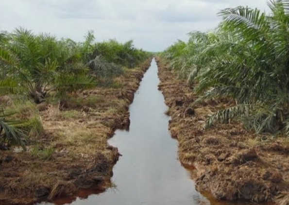 Perusahaan dan Petani Sawit Swadaya Didorong Kurangi Pelepasan Karbon