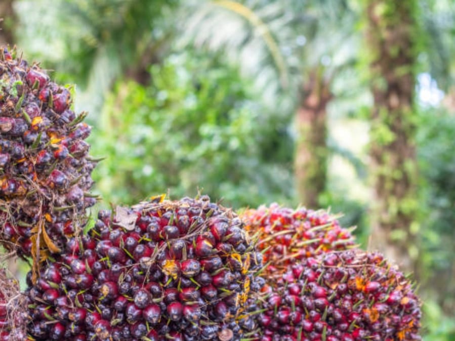 Merosotnya CPO dan Kernel Berimbas Harga TBS Sawit Mitra Swadaya Riau Alami Penurunan