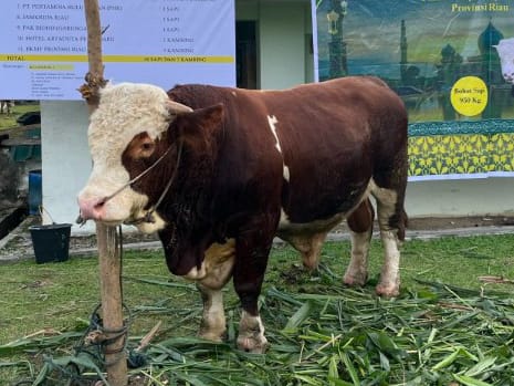 Gubri: Manfaatkan Idul Adha untuk Menumbuhkan Rasa Empati