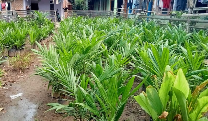 Permintaan Bibit Sawit Unggul Bersertifikat Terus Meningkat di Riau, PTPN IV Siapkan 432 Ribu Batang