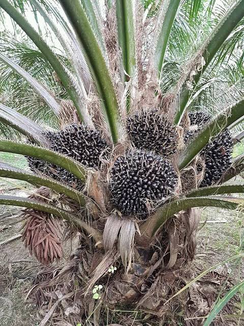 PPKS Berhasil Berikan Solusi yang Sangat Menjanjikan Bagi Industri Kelapa Sawit