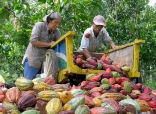 Periode Juni 2025 Diprediksi Harga Referensi Kakao Melonjak