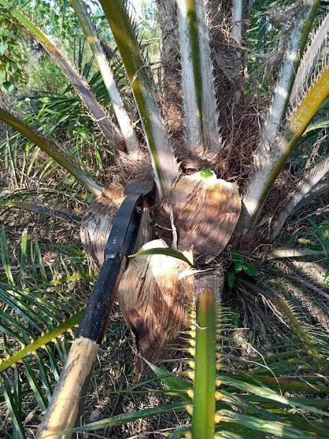 Kastrasi Sangat Penting untuk Pertumbuhan Kelapa Sawit