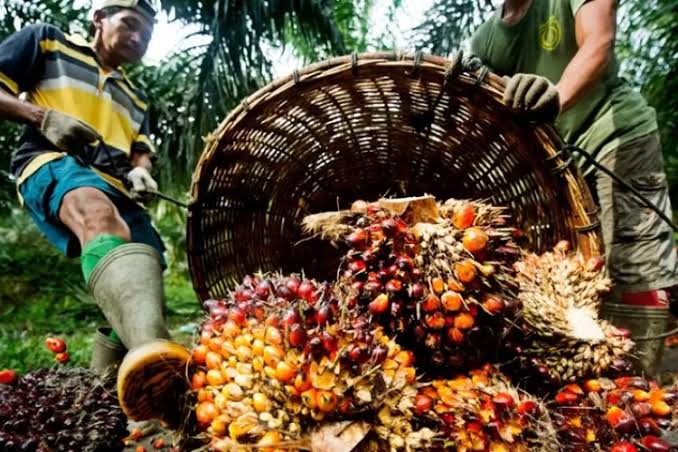 Harga TBS Sawit Mitra Plasma Jambi Masih Kuat, CPO Menurun