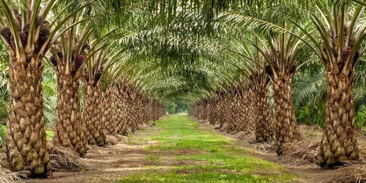 Sawit Energi Terbarukan yang Bisa Menekan Emisi Karbon