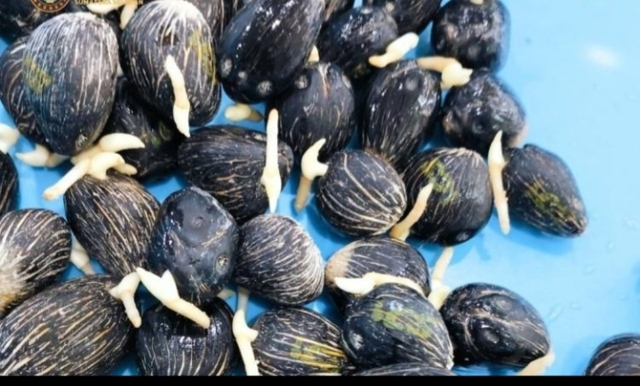 Setiap Benih Pertanian yang Dilalulintaskan Harus Dipastikan Keamanannya Terhadap Ancaman Biologis