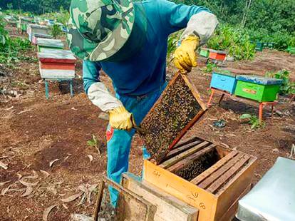 Inspirasi, dari Hutan Suligi, Madu Si Rakun Dibawa ke Meja Konsumen