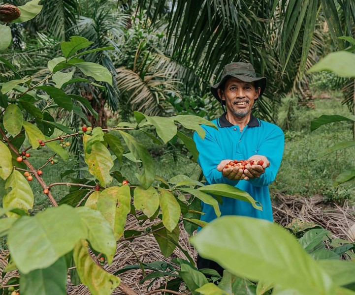 Pemprov Riau Dorong Potensi Budidaya Kopi di Sela-sela Perkebunan Sawit