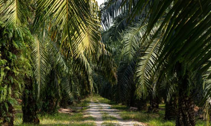 Petani Asahan Dilatih untuk Budidaya Sawit