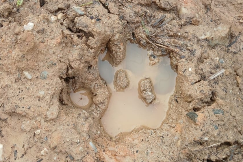 Harimau yang Viral di Siak, Penguasa yang Sedang Melintasi Teritorial Kedaulatannya