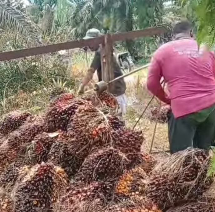 Didongkrak Sawit, Pendapatan Negara Meningkat Tajam Oktober 2025
