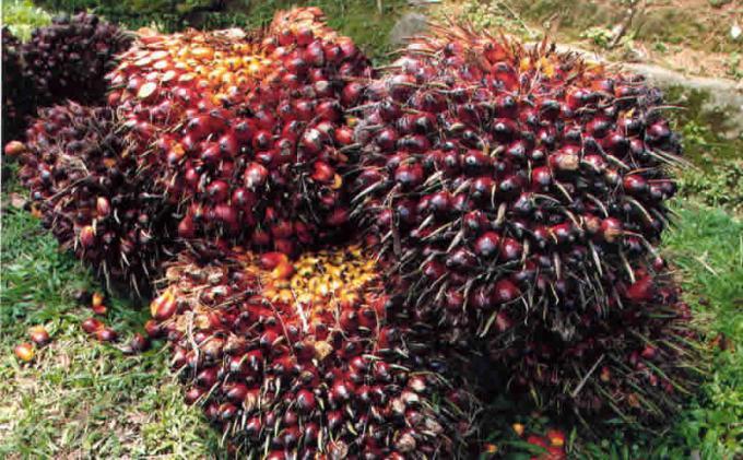 Beda Nasib, Harga TBS Kelapa Sawit Mitra Plasma di Riau Malah Turun, Jadi Rp 3.269,95 per kilogram