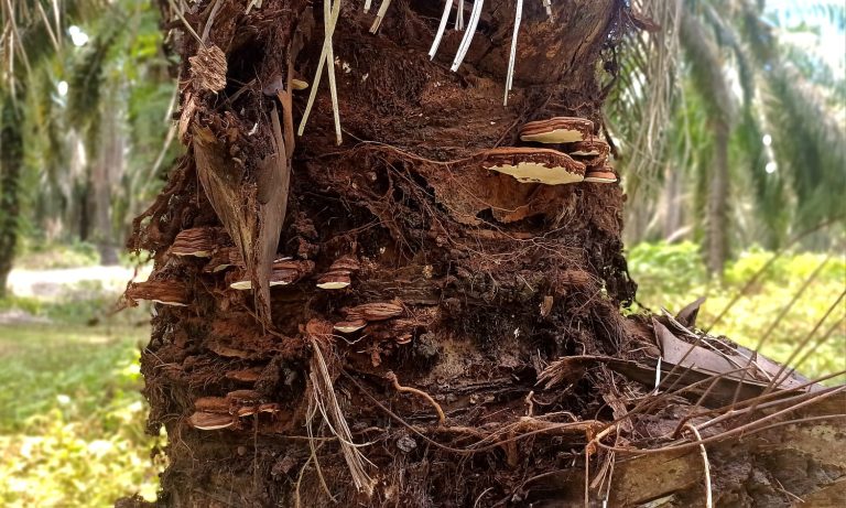 Praktisi P3PI, Ini Cara yang Pas untuk Pencegahan Infeksi Ganoderma pada Peremajaan Sawit
