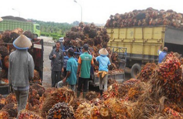 Sarawak Siap jadi Mitra Strategis Hilirisasi Sawit di Kaltim