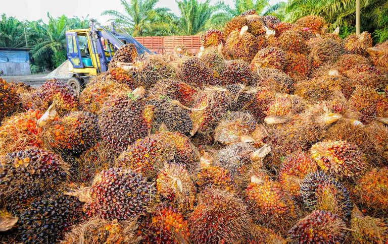 Harga TBS Sawit Mitra Plasma Sumut Akhir Agustus Dihargai Rp 3.630-an per Kg