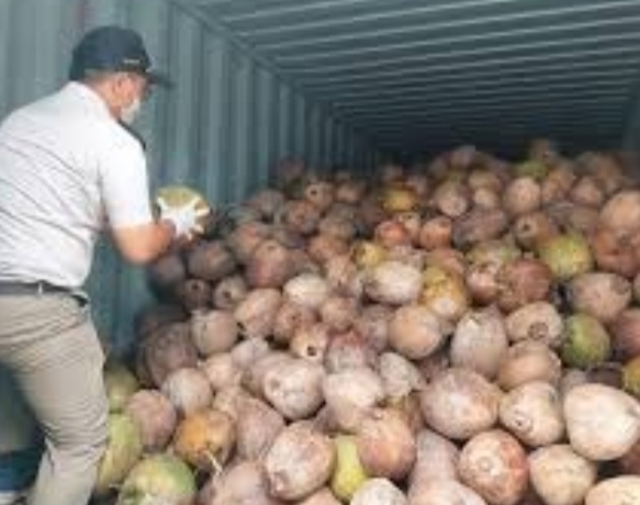 Harga Terus Naik, Kementan Percepat Hilirisasi Industri Kelapa