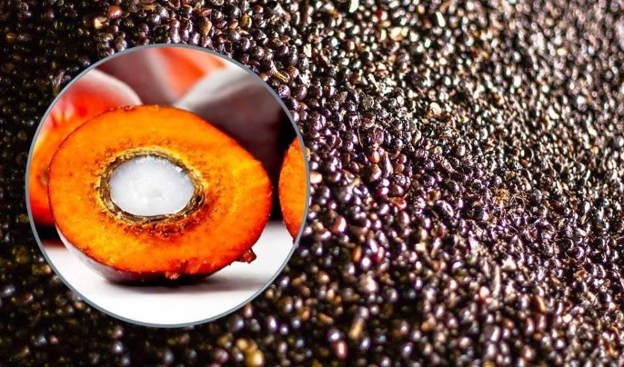 Gantikan Batu Bara, Sejumlah Industri Pertambangan Kini Beralih ke Cangkang Sawit Sebagai Bahan Bakar
