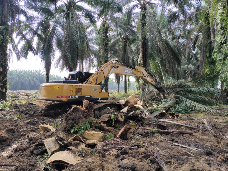 BPDP Dorong Sertifikasi ISPO Dapat Diintegrasikan dengan Program PSR