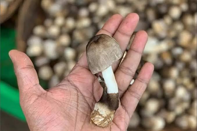 Bisnis Jamur Merang Memanfaatkan Tankos Sawit Kian Menjanjikan