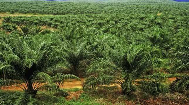 Soroti Kebun Sawit Tanpa HGU di Riau, Dewan Segera Kunjungi Kantor Pajak