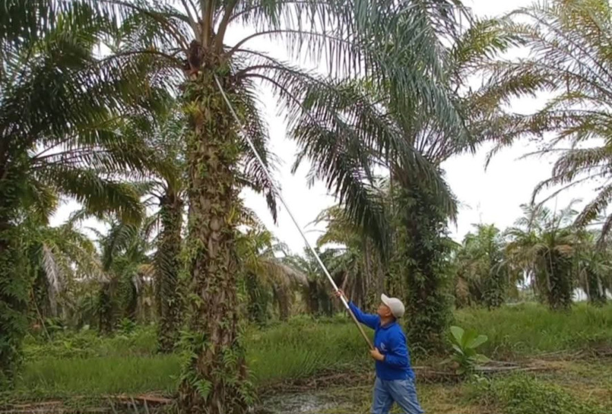 Sawit! Berhasil Sulap Desa Terisolir di Indonesia Menjadi Pusat Ekonomi Baru