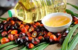 Harga CPO Hasil Tender PT KPBN Periode 20 Mei 2025 Naik Dua Kali Lipat