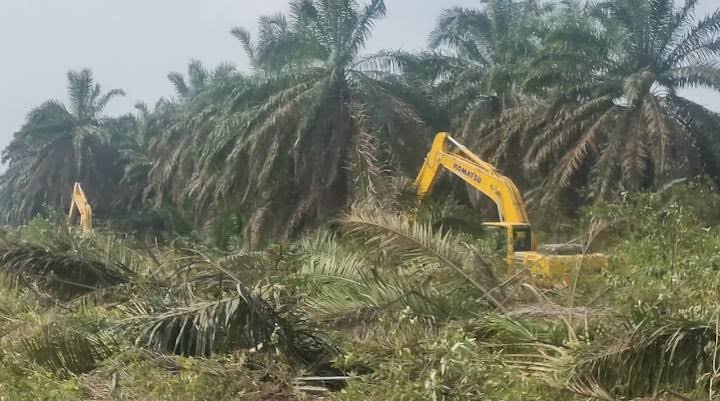 BRIN: Program PSR untuk Tingkatkan Produktivitas Sawit