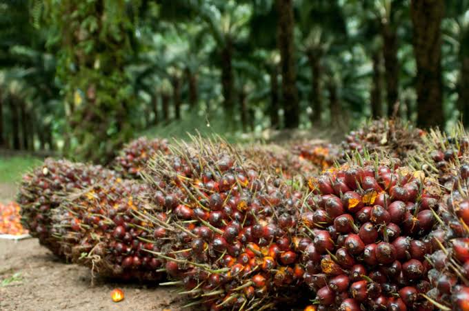 Harga TBS Sawit Riau Tembus Rp3.620