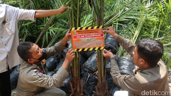 Tak Berizin, Pemkab Kuningan Segel 3.000 Bibit Sawit Siap Tanam di Cibingbin