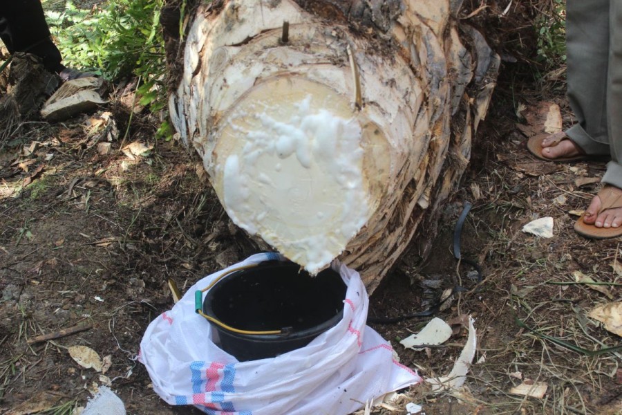 Batang Sawit Tua Hasil Replanting Disulap Jadi Nira Gula, Nilai Pasar Bisa Tembus Rp 3 T