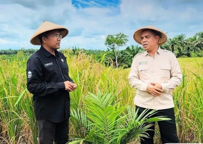 Sukseskan Program Tumpang Sari Padi dengan Sawit, Ini yang Dilakukan Kementan