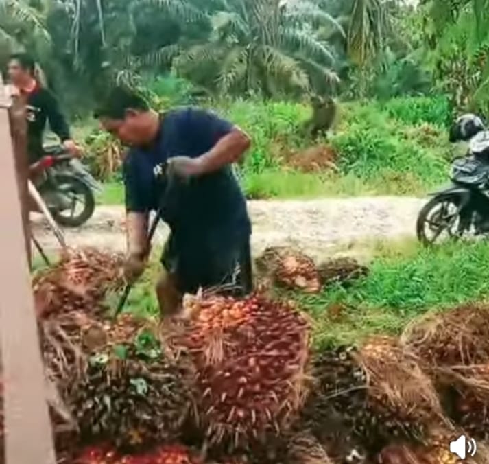Harga TBS Kelapa Sawit Mitra Plasma di Riau Dihargai Rp3.679 per Kilogram