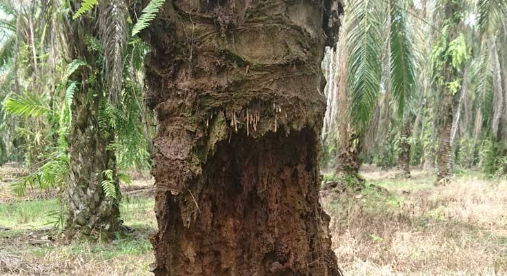Riset UIN Bandung Menjadi Harapan Baru Petani Sawit Melawan Ganoderma