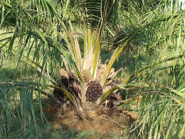 Agar Miliki Nilai Ekonomis, Begini Cara Panen Kelapa Sawit Buah Pasir yang Benar Menurut Ahli Pertanian