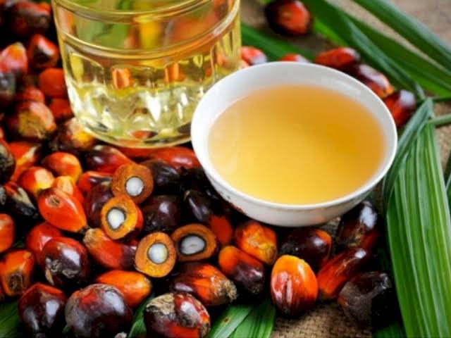 Harga Inti Sawit dan CPO Mitra Plasma Sumut Meroket