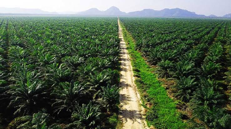 Tingkatkan Produktivitas Kebun, Pemprov Papua Selatan Dorong Tingkatkan Kualitas SDM Petani Sawit