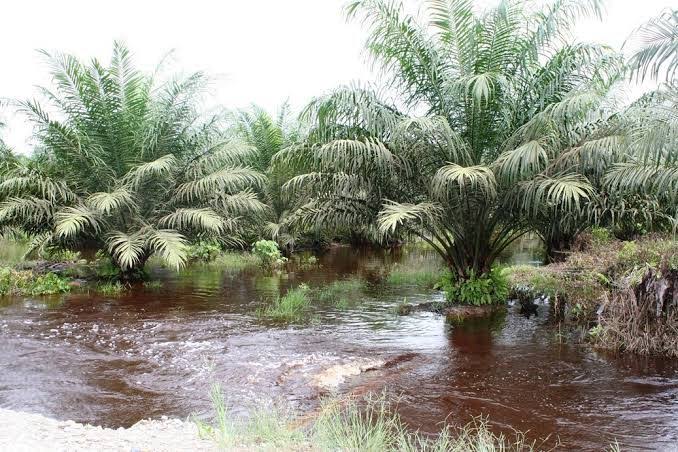 Menghadapi Tantangan Curah Hujan Tinggi, Ini yang Harus Dilakukan Petani Sawit