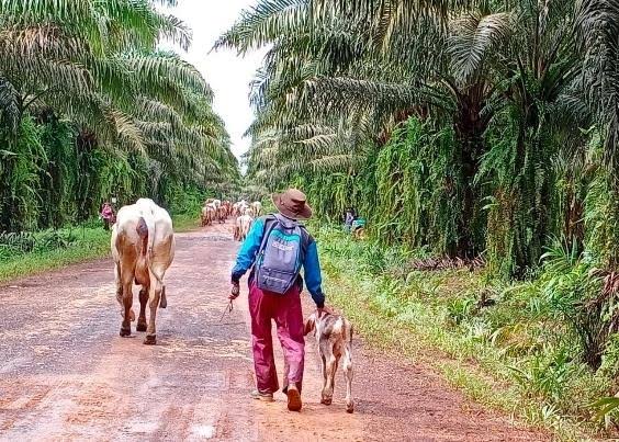 Kementan Dorong Integrasi Sapi - Perkebunan Kelapa Sawit