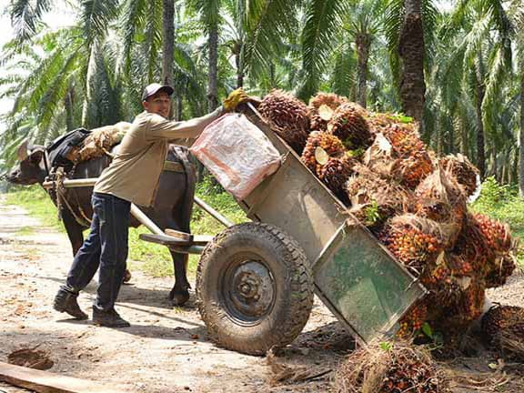 Ketua DPD Usulkan Pupuk Bersubsidi Diberikan kepada Petani Sawit Swadaya