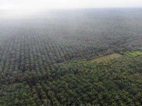 Tambah Pabrik Refinery, Sumber Tani (STAA) Incar Pertumbuhan 35%
