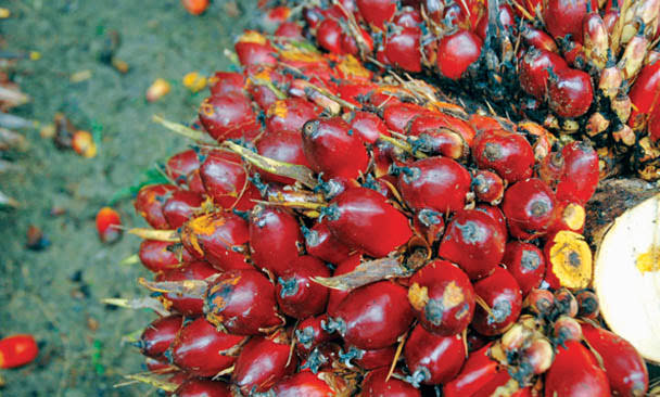 Ditetapkan Naik, Ini Harga TBS Kelapa Sawit Mitra Plasma di Riau